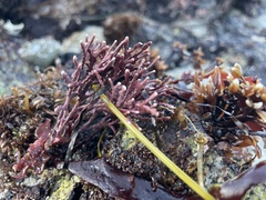 Calliarthron tuberculosum