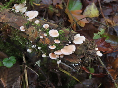 Scytinotus longinquus