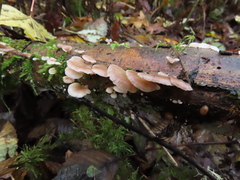 Scytinotus longinquus