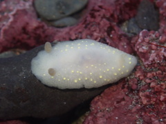 Cadlina modesta