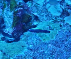 Labropsis xanthonota