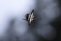 Gasteracantha geminata