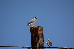 Polihierax semitorquatus