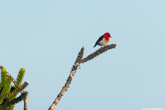 Myzomela caledonica
