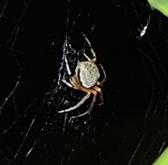 Araneus thaddeus