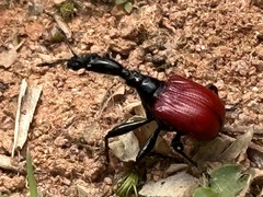 Trachelophorus giraffa
