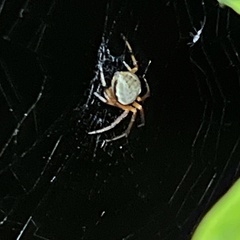 Araneus thaddeus
