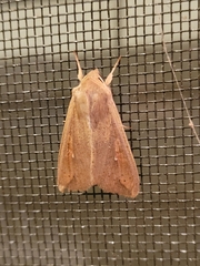 Mythimna unipuncta