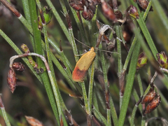 Heteroteucha parvula