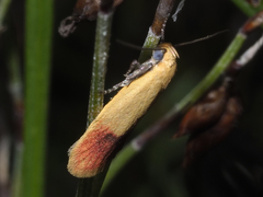Heteroteucha parvula