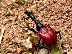 Trachelophorus giraffa