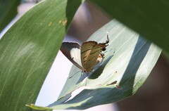 Jalmenus evagoras