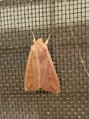 Mythimna unipuncta