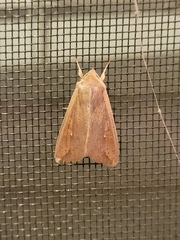 Mythimna unipuncta