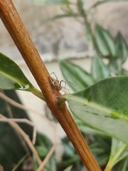 Oxyopes