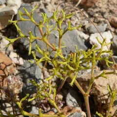 Chorizanthe brevicornu