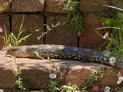 Tiliqua nigrolutea