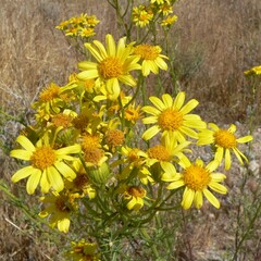 Senecio flaccidus monoensis