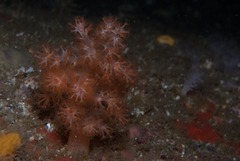 Eunephthya celata