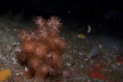 Eunephthya celata