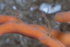 Tubulariidae