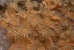 Zoantharia