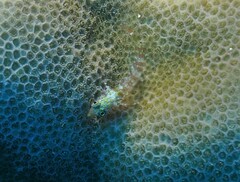 Helcogramma chica