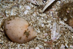 Semicassis zeylanica