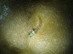Helcogramma chica