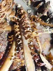 Undaria pinnatifida