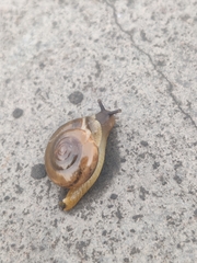 Gastropoda