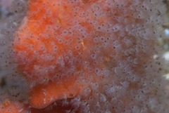 Entoprocta
