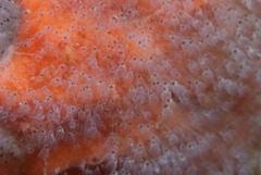 Entoprocta