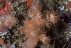 Eunephthya celata