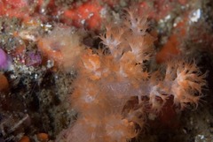 Eunephthya celata