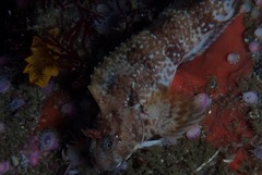 Parablennius cornutus
