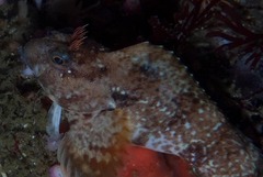 Parablennius cornutus