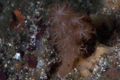 Eunephthya celata