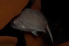 Chirodactylus grandis