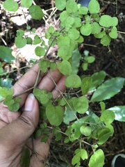 Coprosma rotundifolia