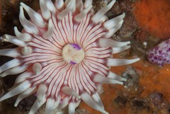 Anthostella stephensoni