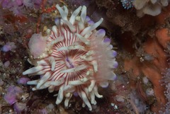 Anthostella stephensoni