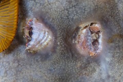 Thylacodes natalensis