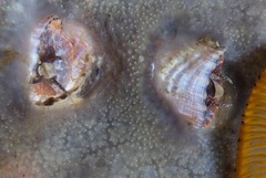 Thylacodes natalensis