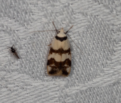 Chezala brachypepla