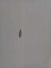 Phereoeca