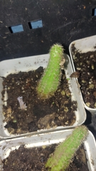 Cactoideae