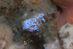 Phyllodesmium horridum