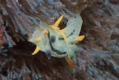 Polycera sp-b