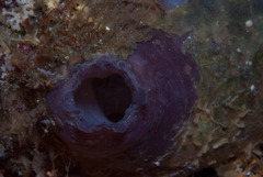 Pyura stolonifera